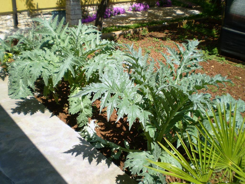 Apartments Ingrid Novigrad Istria المظهر الخارجي الصورة