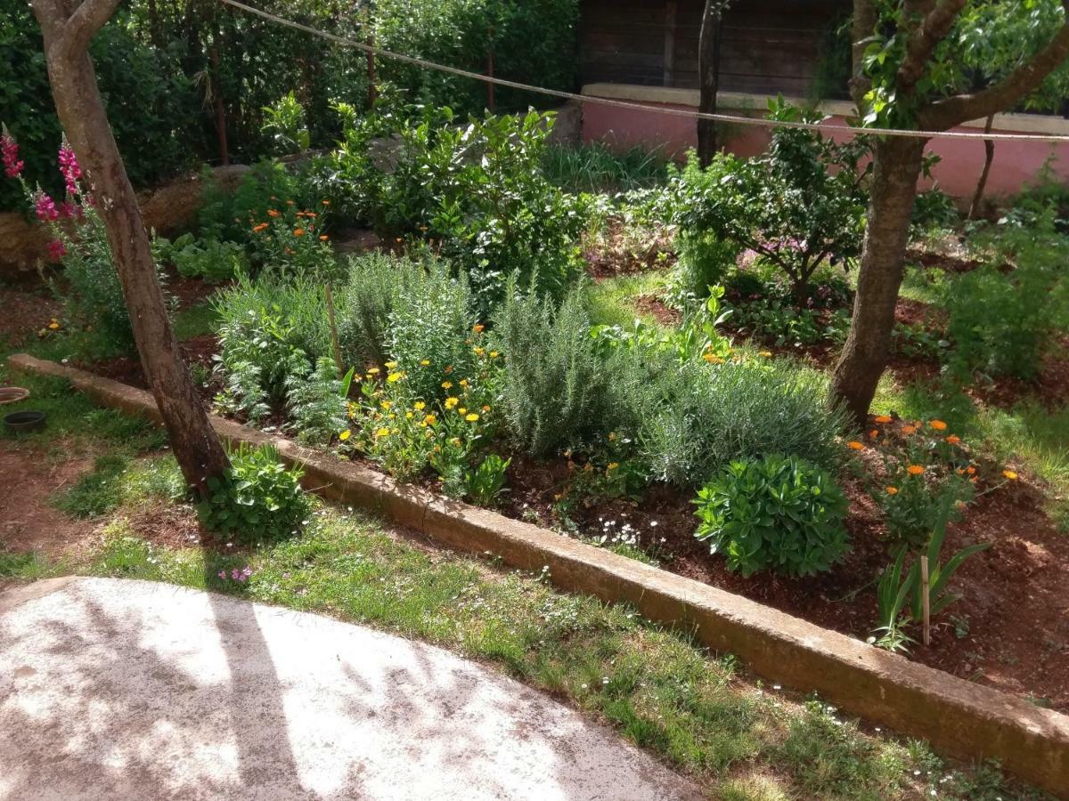 Apartments Ingrid Novigrad Istria المظهر الخارجي الصورة